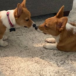 Pembroke Welsh Corgi Puppies from South Texas Blue Collar Corgis