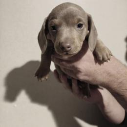 Tito - Gray (blue) and tan male Dachshund puppy in Marshall, Texas from Wilson's Kennels