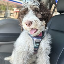 Freja - Brown and white Bernedoodle puppy in Chandler, Arizona from Bernedoodle Lovers