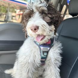 Freja - Brown and white Bernedoodle puppy in Chandler, Arizona from Bernedoodle Lovers