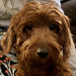 Meena - Australian Labradoodle
