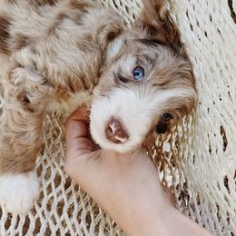 Glacier - Aussiedoodle puppy in Viola, Idaho from LaFarm Doodles