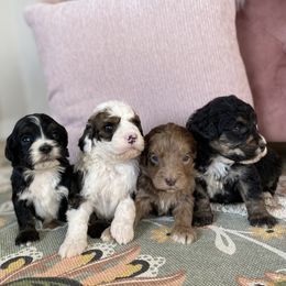 Bernedoodle, Cavapoo, and Goldendoodle Puppies from Doodle Amore