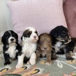 Bernedoodle, Cavapoo, and Goldendoodle Puppies from Doodle Amore