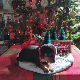 Boxer and Miniature Pinscher Puppies from Pike's Pups