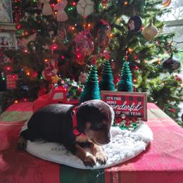 Boxer and Miniature Pinscher Puppies from Pike's Pups