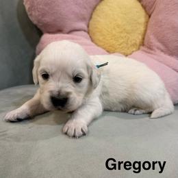 Gregory - Light golden male Golden Retriever puppy in Conroe, Texas from Tails of Cypress