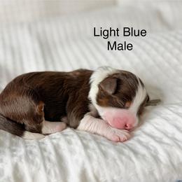 Light blue male - Red tri-color male Assorted Doodle Crosses puppy in Springville, Utah from JW Doodles