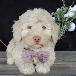 Lulu - Cream female Labradoodle puppy in Millersburg, Ohio from My Pals