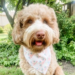 Scout - Australian Labradoodle