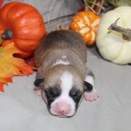Acorn - Sable male Pembroke Welsh Corgi puppy in Greentop, Missouri from Sevits Corgis & Golden Retrievers