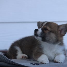 Luna🌑 - Sable Pembroke Welsh Corgi puppy in Centralia, Washington from AJ's Valley View Corgis