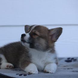 Luna🌑 - Sable Pembroke Welsh Corgi puppy in Centralia, Washington from AJ's Valley View Corgis