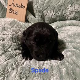 Spade - Black & white male Australian Shepherd puppy in Wisconsin Dells, Wisconsin from Nicara kennel