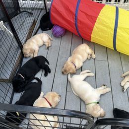 Labrador Retriever Puppies from Labs of Woodhaven