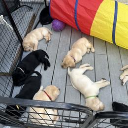 Labrador Retriever Puppies from Labs of Woodhaven