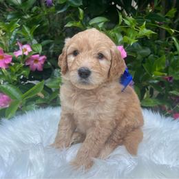 Biscuit - Cream male Goldendoodle puppy in The Woodlands, Texas from Gracie's Goldendoodles and Bernedoodles