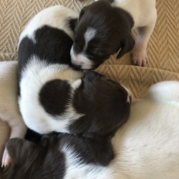 German Shorthaired Pointer Puppies from Chasing Kaya
