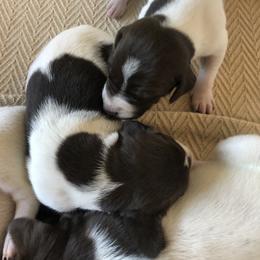 German Shorthaired Pointer Puppies from Chasing Kaya