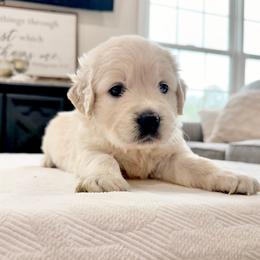 Pick 3 - Light golden female Golden Retriever puppy in Deer Lodge, Tennessee from SelahGold