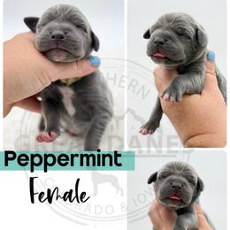 Peppermint - Blue female Great Dane puppy in Sac City, Iowa from Northern Great Danes of Colorado & Iowa