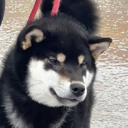 Tokyo - Shiba Inu