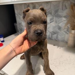 Gray Brindle Female 1 - Gray brindle female Cane Corso puppy in Knoxville, Tennessee from Crowned Corso