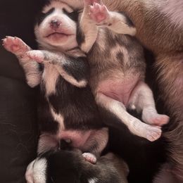 Pomsky Puppies from Sun-Kissed Mountain Homestead