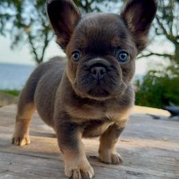 Blue and Tan Full Fluffy Boy - AKC French Bulldog - Tricolors male French Bulldog puppy in Gulf Breeze, Florida from SW Frenchies