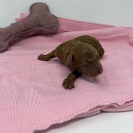 Moana - Red  female Goldendoodle puppy in Lancaster, Pennsylvania from Henriquez Puppies