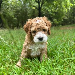 Odette - Buff and white female Cockapoo puppy in Egg Harbor City, New Jersey from Grace Given Cockapoos (GGC)