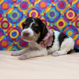 Peach - Brown female Poodle puppy in Houma, Louisiana from Smart Azz Poodles