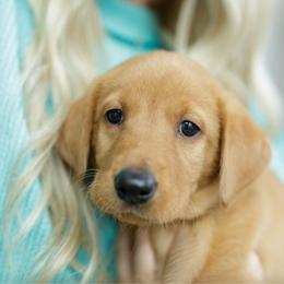 Kieran - Yellow male Labrador Retriever puppy in Allons, Tennessee from UC Labradors LLC
