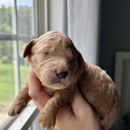 Betsy - Parti female Goldendoodle puppy in Gastonia, North Carolina from Crowders Creek Doodles