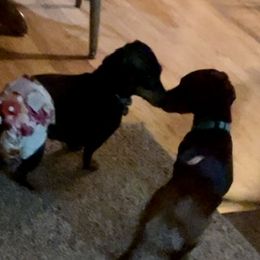 Dachshunds from Woyak Weenies