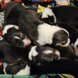 Great Danes and Pembroke Welsh Corgis from Angelwingz Kennels