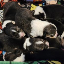 Great Danes and Pembroke Welsh Corgis from Angelwingz Kennels