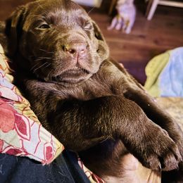 Labrador Retriever Puppies from Pleasant Valley Creekside Ranch, LLC