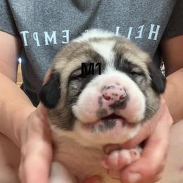 Male 1 - Fawn male Anatolian Shepherd Dog puppy in Daggett, Michigan from T&S Anatolians