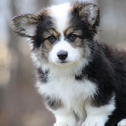 Toby - Black and tan male Pembroke Welsh Corgi puppy in South Otselic, New York from Ridge Top Corgis