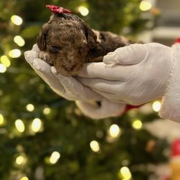 Piglet - Merle female Goldendoodle puppy in Camden, North Carolina from Oopsie Doodles of NC