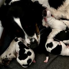 English Springer Spaniels, Miniature Australian Shepherds, and Springerdoodles from Storyside Kennels