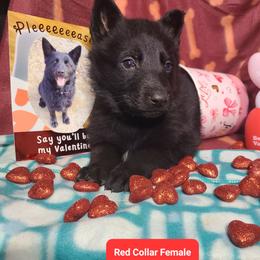 Red Collar Female - Black female German Shepherd puppy in Cadet, Missouri from Working Valley Shepherds