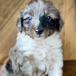 Aussiedoodle, Miniature Australian Shepherd, and Poodle Puppies from Classic K9’s  Aussies & Doodles