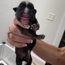 Boy 3 - Fawn male Boxer puppy in Jamesville, New York from Reynolds Homestead Boxers