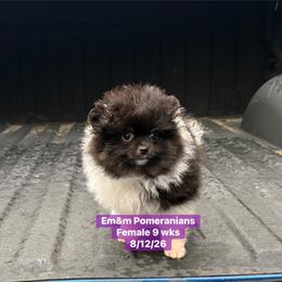 Tri color - Black and tan parti female Pomeranian puppy in Kentucky from Em&M Pomeranians
