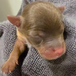 Boy 2 - Chocolate and tan male Yorkshire Terrier puppy in Gatesville, Texas from Schultz Yorkies byGrace