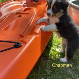 Australian Shepherd Puppies from The Joyful Australian Shepherd