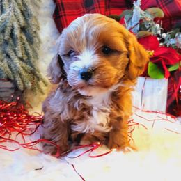 Cavalier King Charles Spaniel and Cavapoo Puppies from Sunset Valley Cavaliers