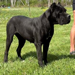 Keela - Cane Corso